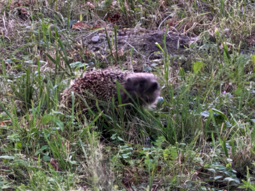 Northern White-breasted Hedgehog