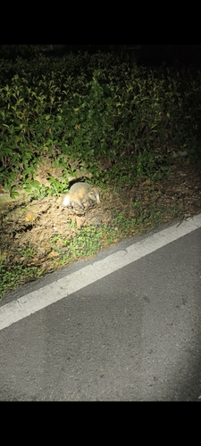 Northern Hog Badger
