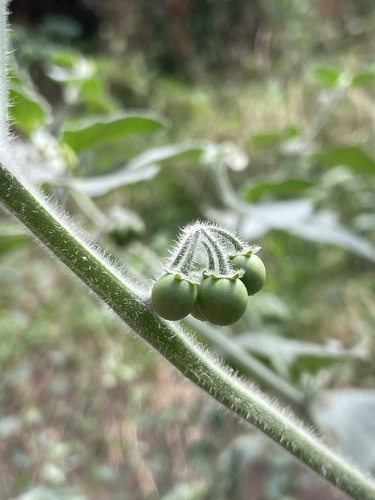 red nightshade