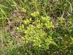Polytaenia nuttallii