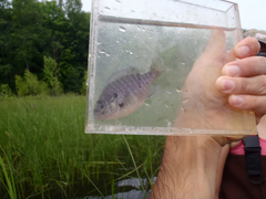 Lepomis peltastes