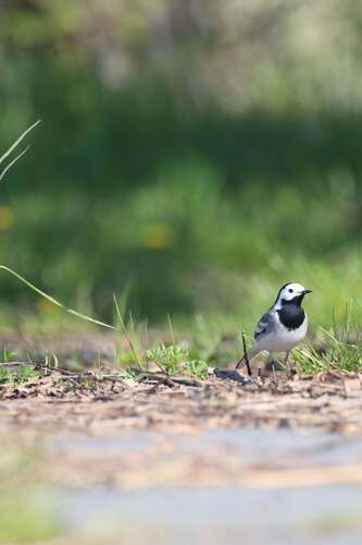 White Wagtail