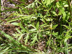 Polytaenia nuttallii