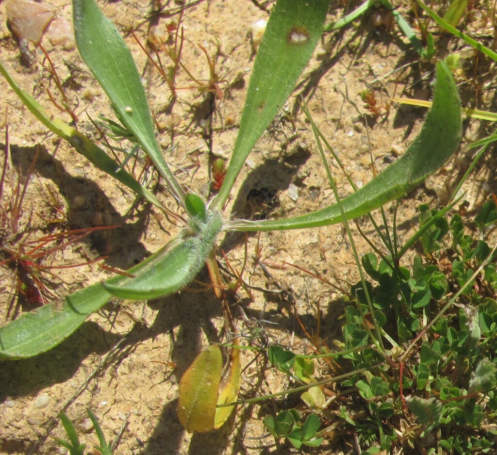 Plantago lagopus; photograph (c) zebedeugalinha, some rights reserved (CC BY)