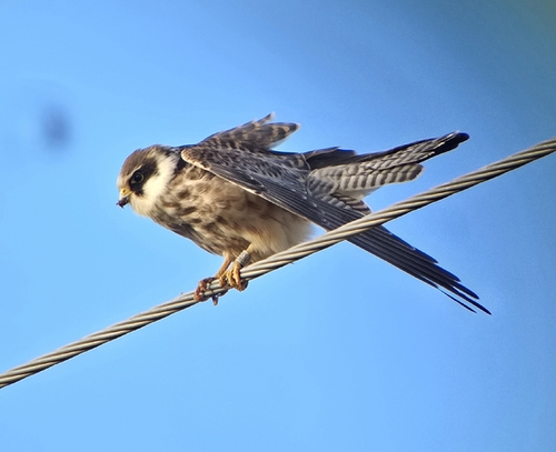 Red-footed Falcon