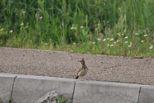 Crested Lark