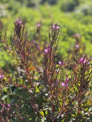Epilobium ciliatum watsonii
