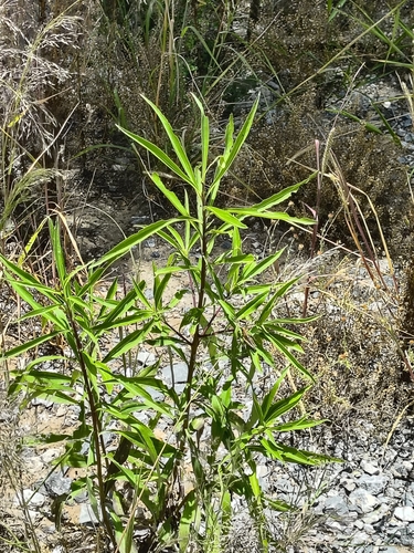 Barkleyanthus salicifolius, 2026-08-11