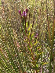 Epilobium ciliatum watsonii