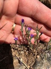 Githopsis specularioides