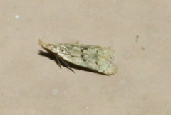 Dichomeris punctipennella