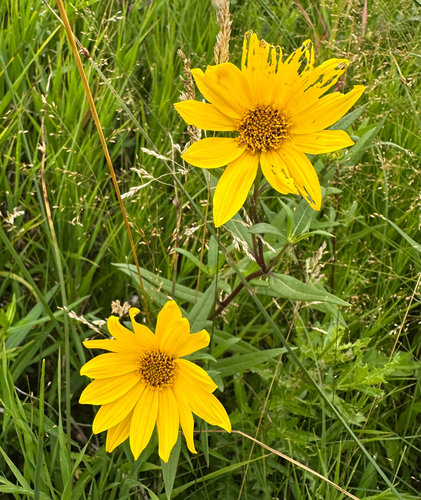 Nuttall's Sunflower