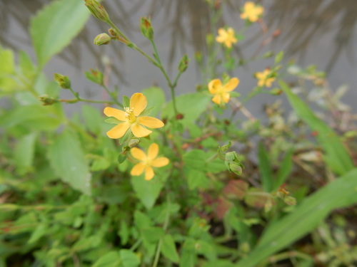 Hypericum japonicum iNat (2)