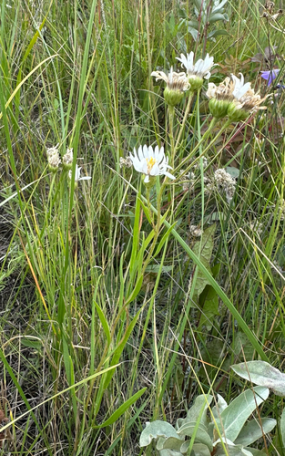 white flat-topped goldenrod