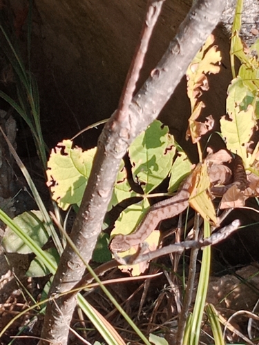Adder