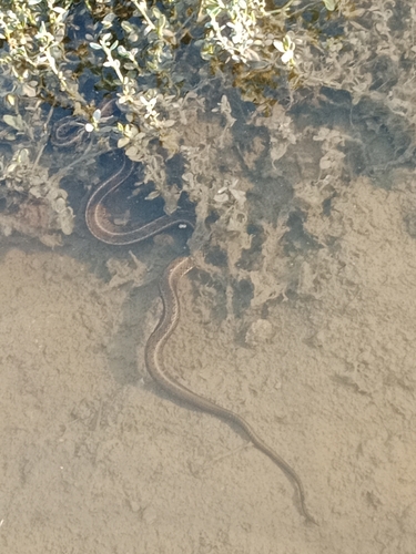 grass snake