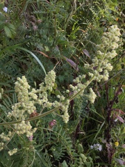 Heuchera pilosissima