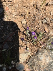 Githopsis specularioides