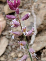 Streptanthus hispidus