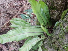 Asplenium antiquum