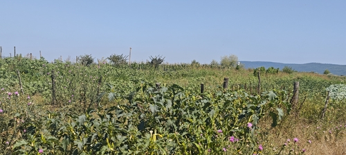 jimsonweed