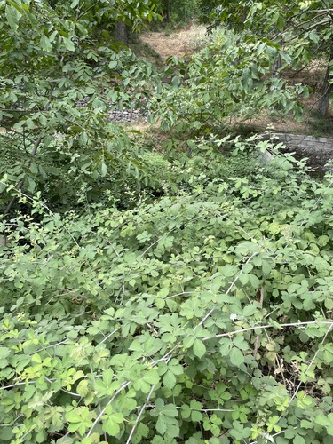Holy Bramble