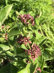 Vincetoxicum atratum