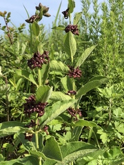 Vincetoxicum atratum