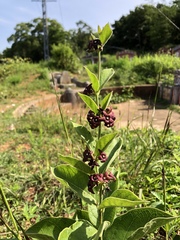 Vincetoxicum atratum