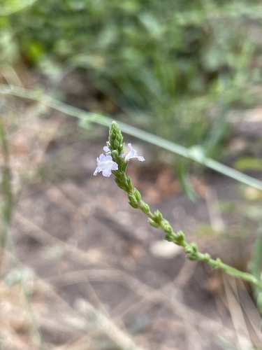 Common vervain