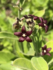 Vincetoxicum atratum