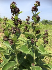 Vincetoxicum atratum