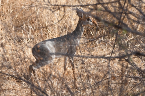 Günther's Dik-dik