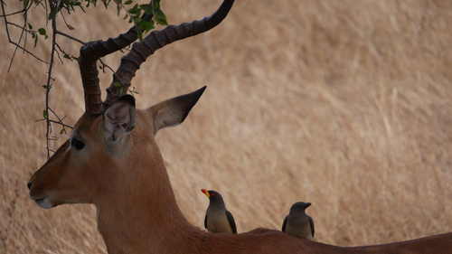 Red-billed Oxpecker