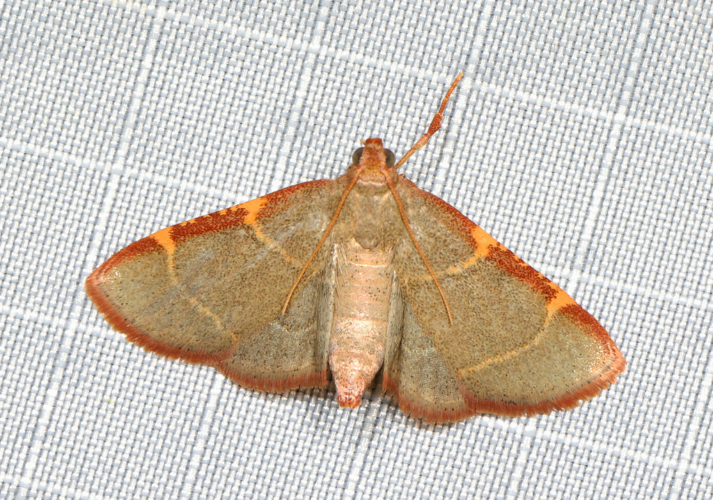 Pink-fringed Dolichomia Moth