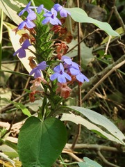 Eranthemum tetragonum