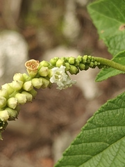 Varronia curassavica, photograph (c) Oscar Orlando Vazquez Piña, some rights reserved (CC BY)