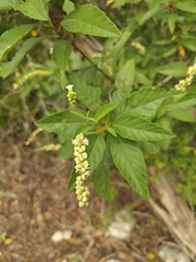 Varronia curassavica, photograph (c) Oscar Orlando Vazquez Piña, some rights reserved (CC BY)