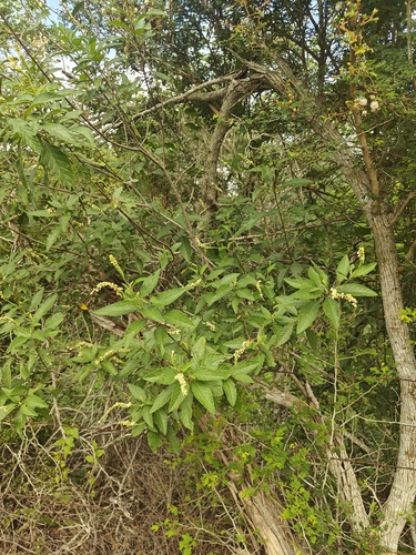 Varronia curassavica, photograph 5
