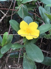 Hibbertia scandens