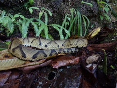Bothrocophias microphthalmus
