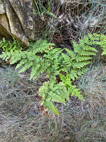 Dryopteris aemula, photograph 5