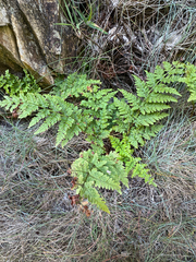 Dryopteris aemula, photograph (c) Terry Instone, some rights reserved (CC BY)