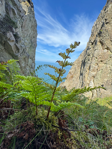 Dryopteris aemula, photograph 4