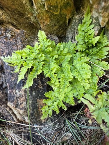 Dryopteris aemula, photograph 6