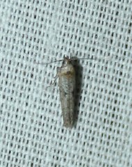 Obithome punctiferella