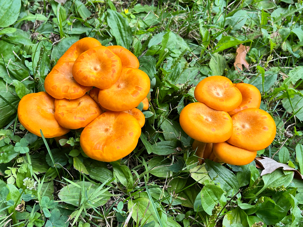 Eastern American jack-o'-lantern · August 2026 · photo: Photo: (c) Joey M, some rights reserved (CC BY) · iNaturalist