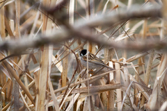 Emberiza schoeniclus