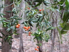 Alyxia ruscifolia