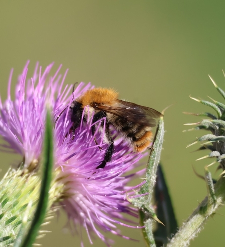 Common Carder Bumble Bee